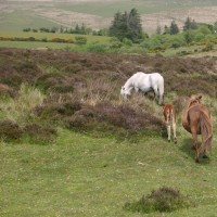 Dartmoor Pony in Dartmoor National Park